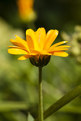 Image showing calendula flower  