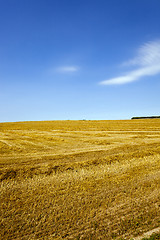 Image showing agriculture  