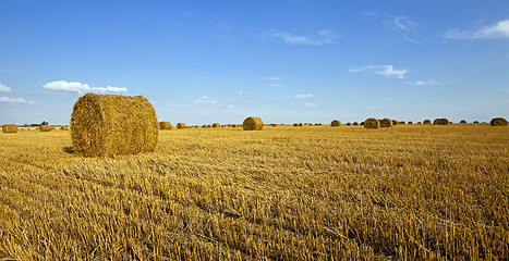 Image showing agricultural field  