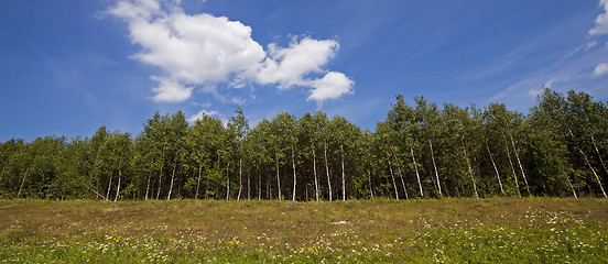 Image showing trees on the hill  