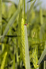 Image showing cereals  