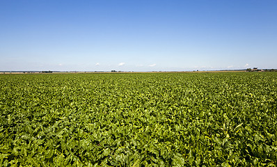 Image showing agriculture  