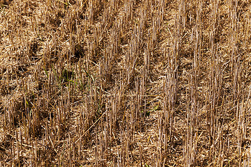 Image showing field with straw  