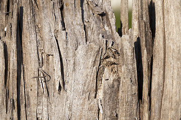 Image showing the split part of a tree  