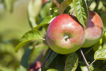 Image showing apple-tree garden  