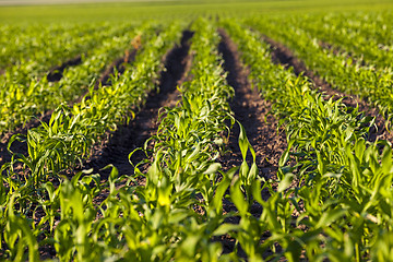 Image showing green corn  