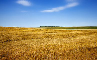 Image showing harvesting  