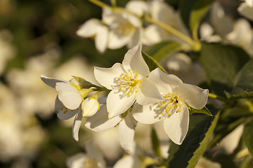 Image showing jasmine flower  