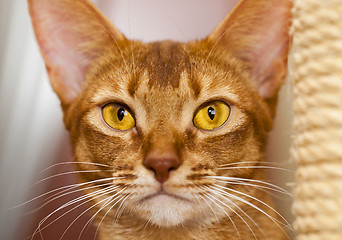 Image showing Abyssinian cat  