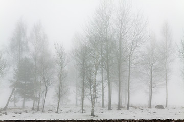 Image showing trees in the winter  