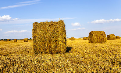 Image showing agricultural field  