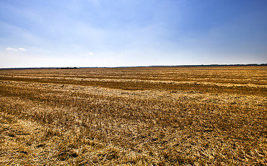 Image showing harvest cereals  
