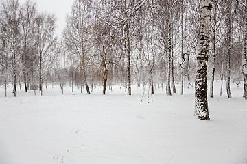 Image showing trees in the winter  