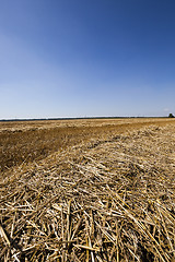 Image showing agriculture  