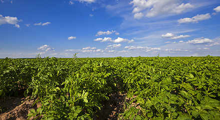 Image showing potato field  