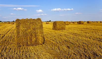 Image showing agricultural field  