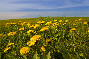 Image showing dandelions 