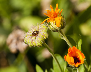 Image showing calendula flower  