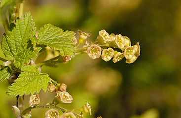 Image showing blossoming of blackcurrant  