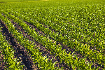 Image showing green corn  