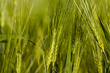 Image showing cereals. close up