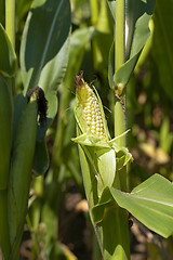 Image showing green corn  