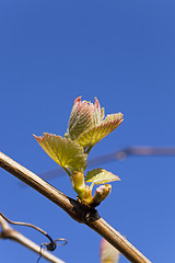 Image showing grapes sprout  