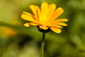 Image showing calendula flower  