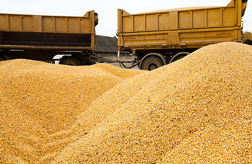 Image showing corn. heap 