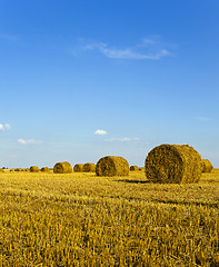 Image showing agricultural field  