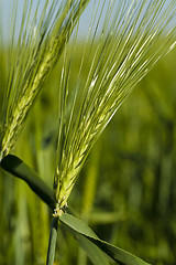 Image showing cereals . close up 