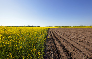 Image showing agriculture  