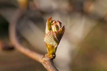 Image showing grapes sprout  