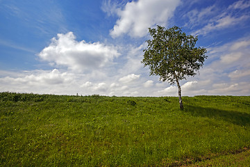 Image showing tree in the field 