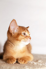 Image showing Abyssinian kitten  