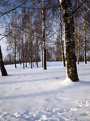 Image showing birch grove in winter  