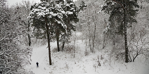 Image showing winter forest  