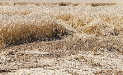 Image showing the destroyed cereals  