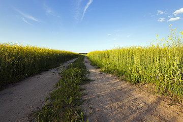 Image showing the road to a field  