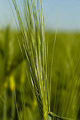 Image showing cereals 