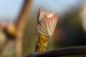 Image showing grapes sprout  