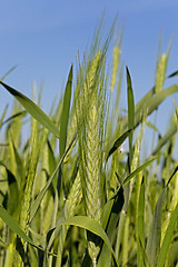 Image showing cereals. close up 