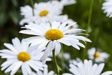 Image showing white  camomile  