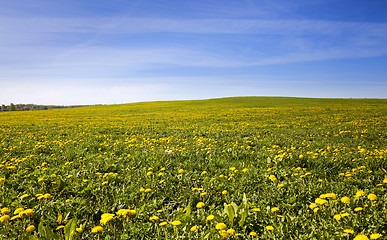 Image showing   dandelions .