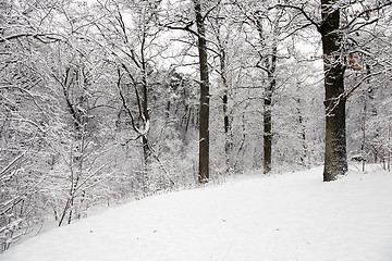 Image showing trees in the winter 