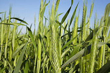 Image showing cereals. close up