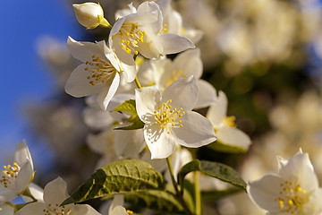 Image showing jasmine flower 