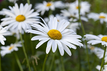 Image showing white  camomile  