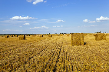 Image showing agricultural field  