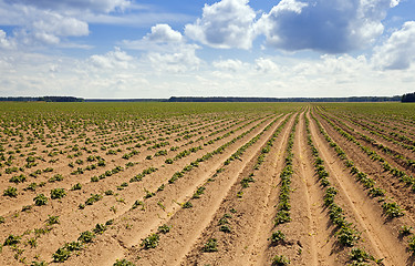 Image showing  agricultural field  